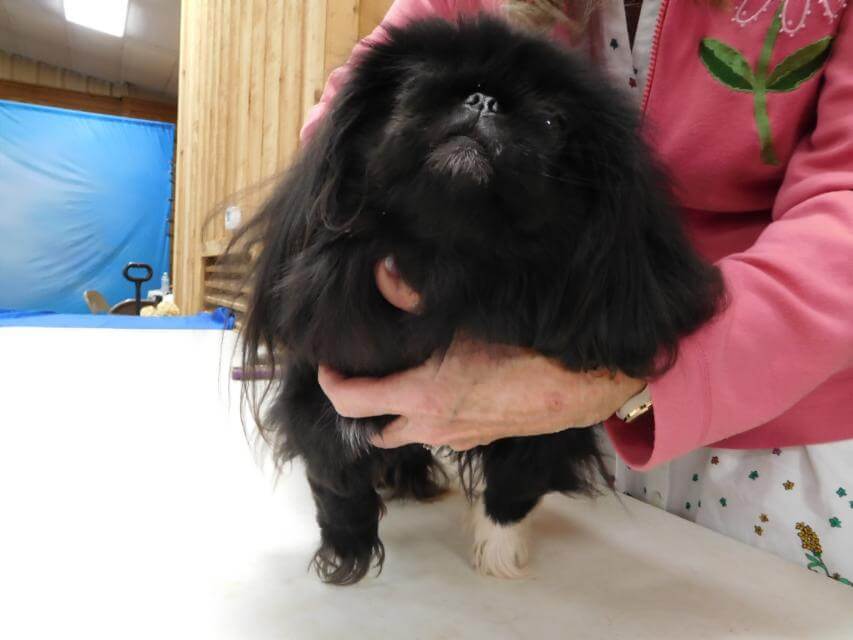 The judge’s left hand firmly grasps the front of the bitch so that she feels securely heldduring the slight lift off the examination table.