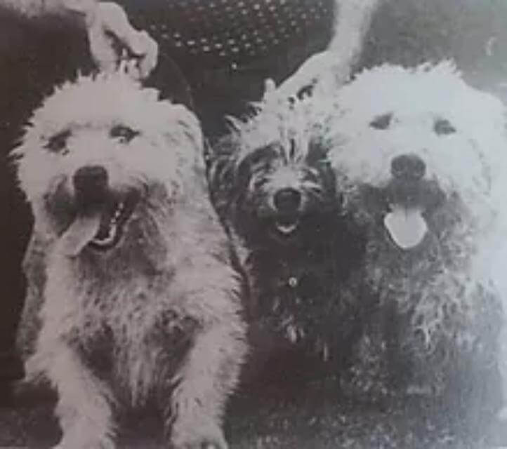 Glen of Imaal Terrier
