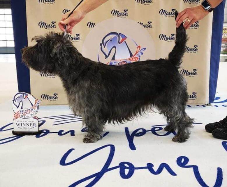 Glen of Imaal Terrier