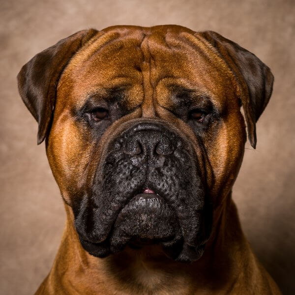 Close-up head photo of a Bullmastiff