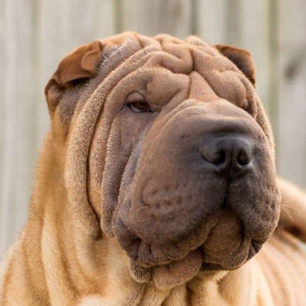 Close-up head photo of a Chinese Shar-Pei dog.
