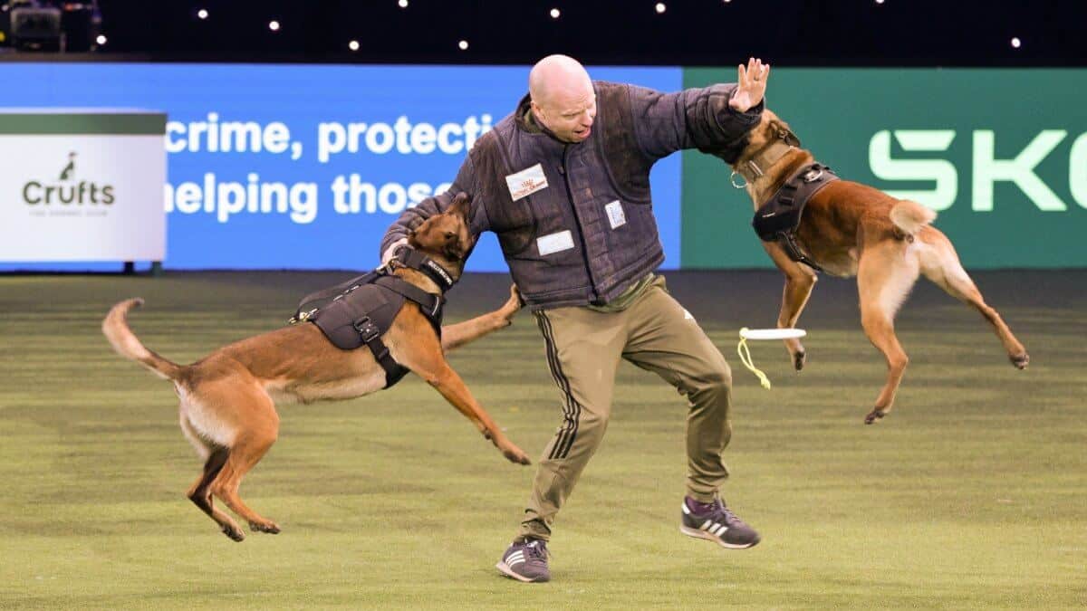 Crufts 2025