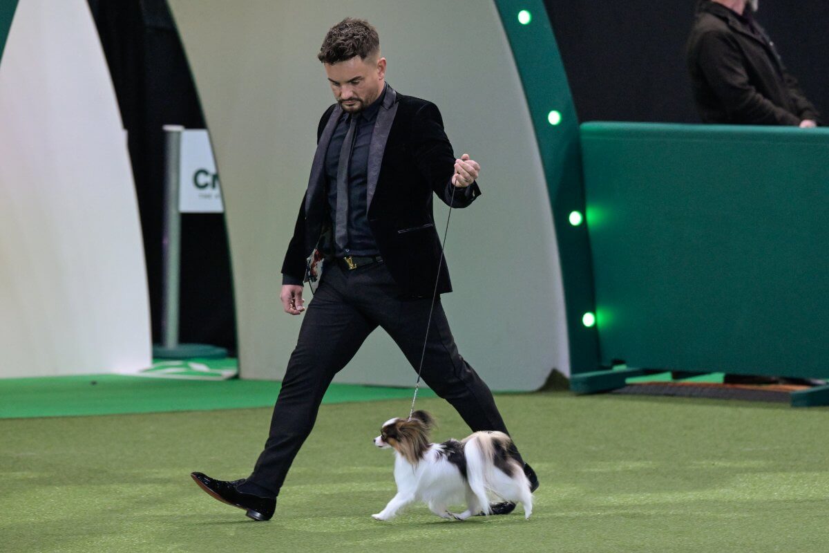 Crufts 2025 Toy Group winner