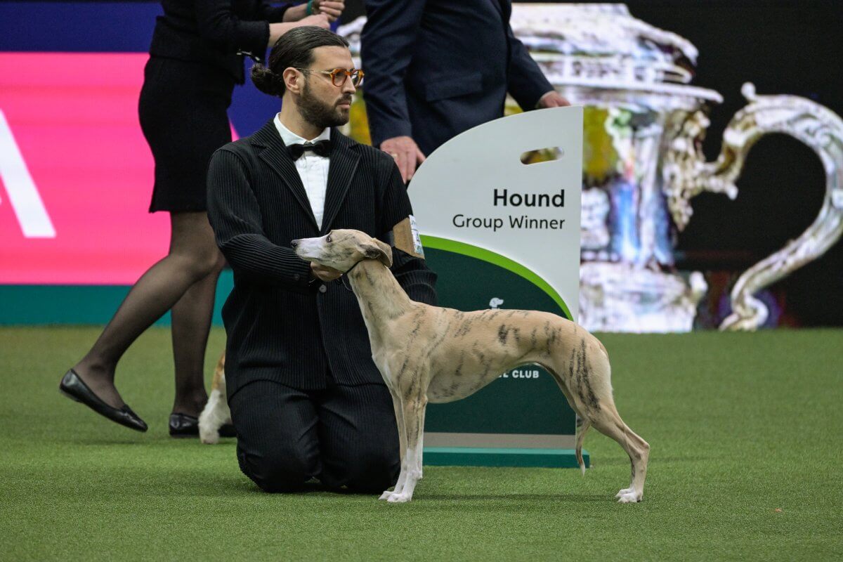 Crufts 2025 Hound Group winner
