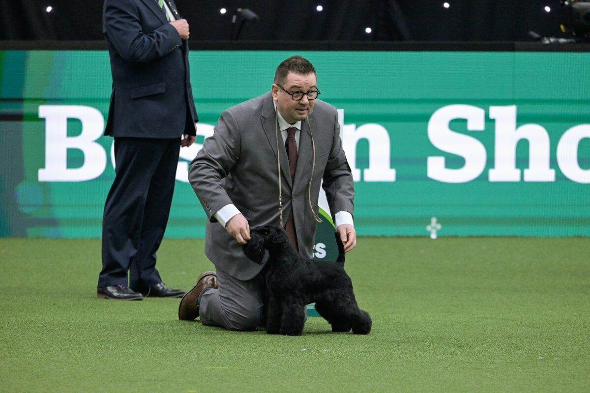 Crufts 2025 Utility Group winner