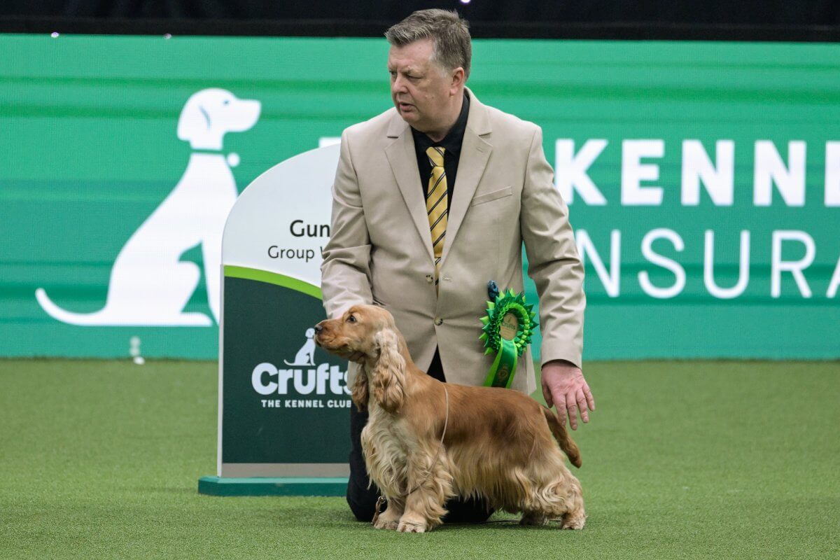 Crufts 2025 Gundog Group winner