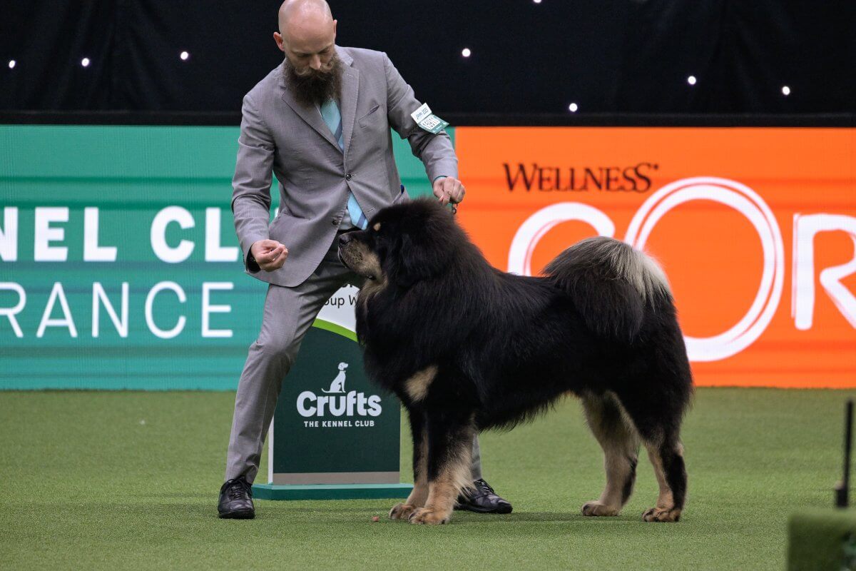 Crufts 2025 Working Group winner