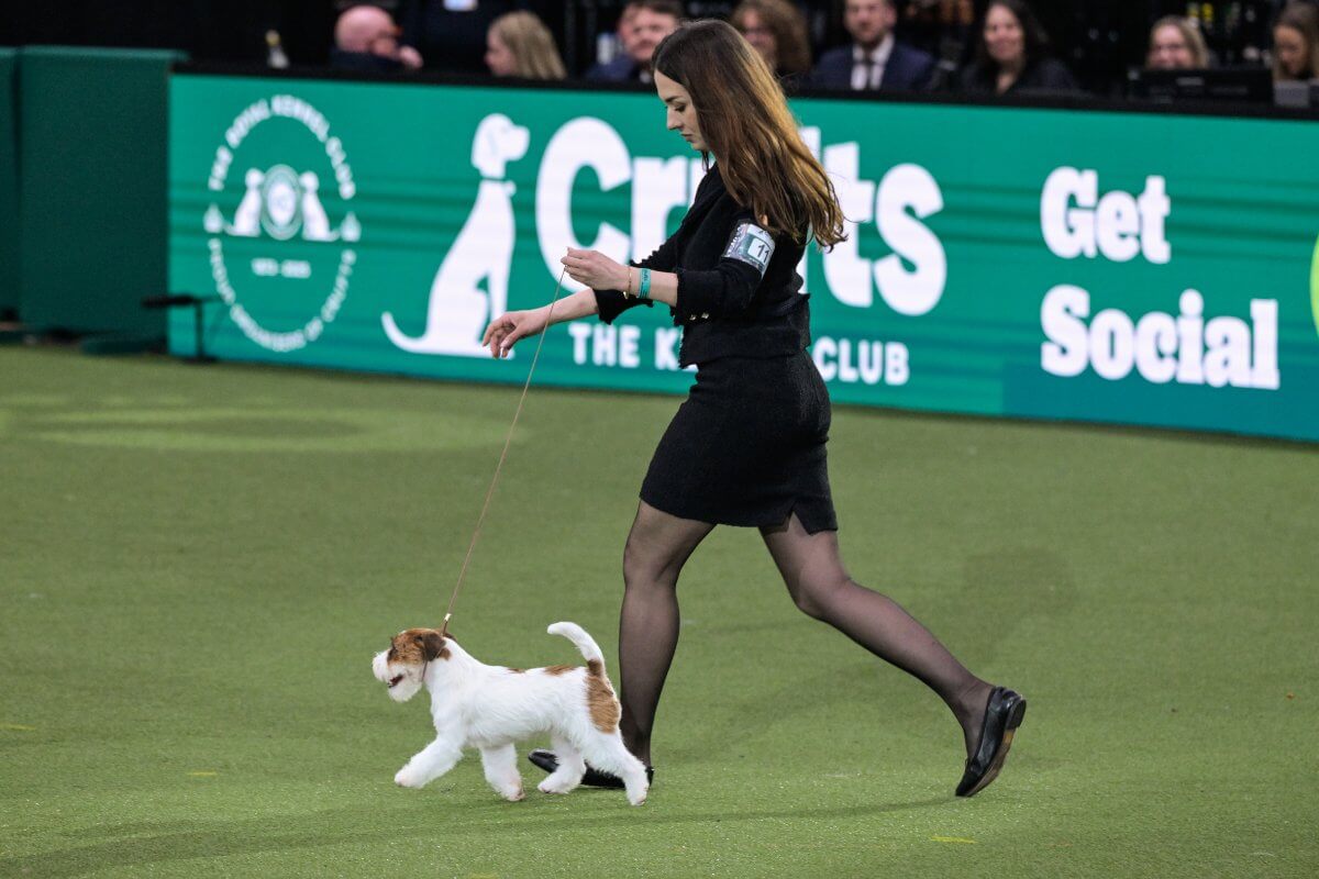 Crufts 2025 Terrier Group winner