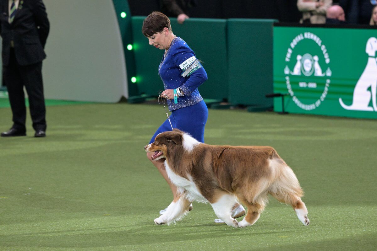 Crufts 2025 Pastoral Group winner