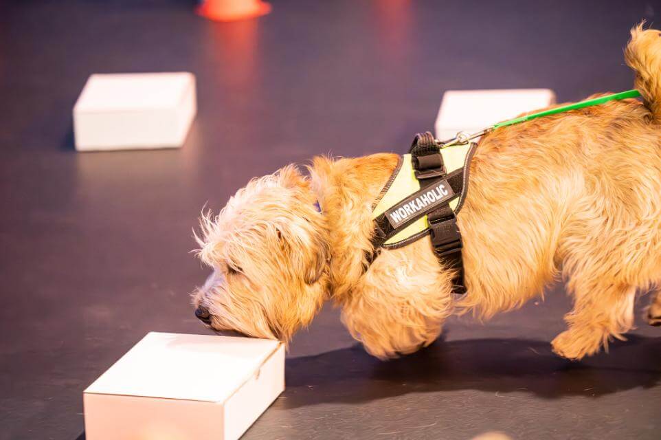 Glen of Imaal Terrier