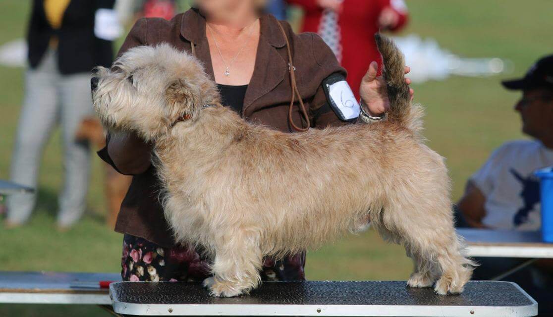 Glen of Imaal Terrier