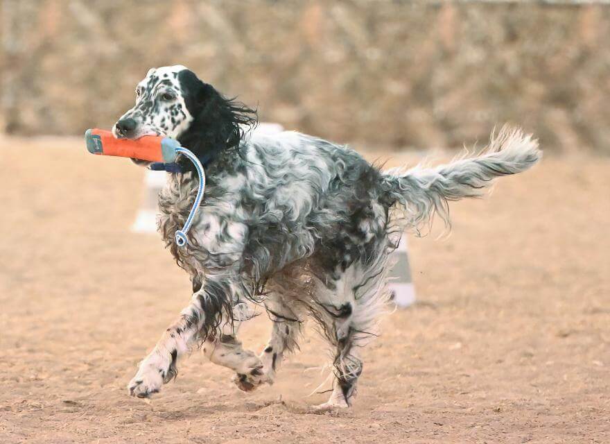 Fetch Dog. Throw object and send dog, dog retrieves, dog presents object.