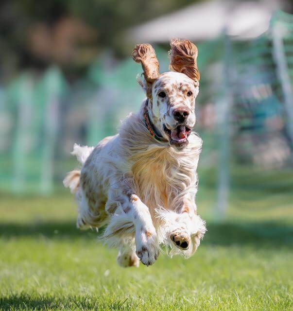 In a full out gallop at a Fast CAT trial. Flying ears indicate top speed