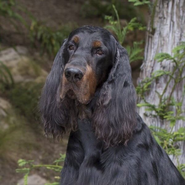 Close-up head photo of a Gordon Setter