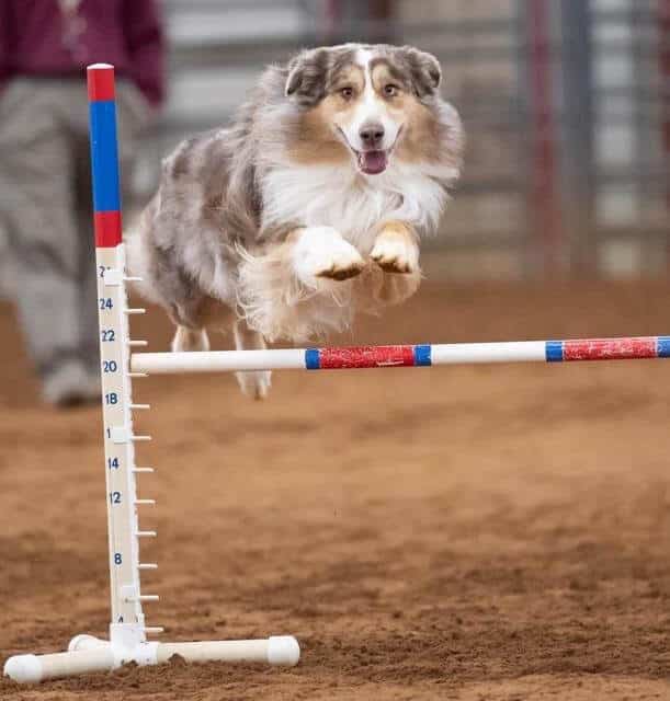 Gus-high-bar-1-1.jpg