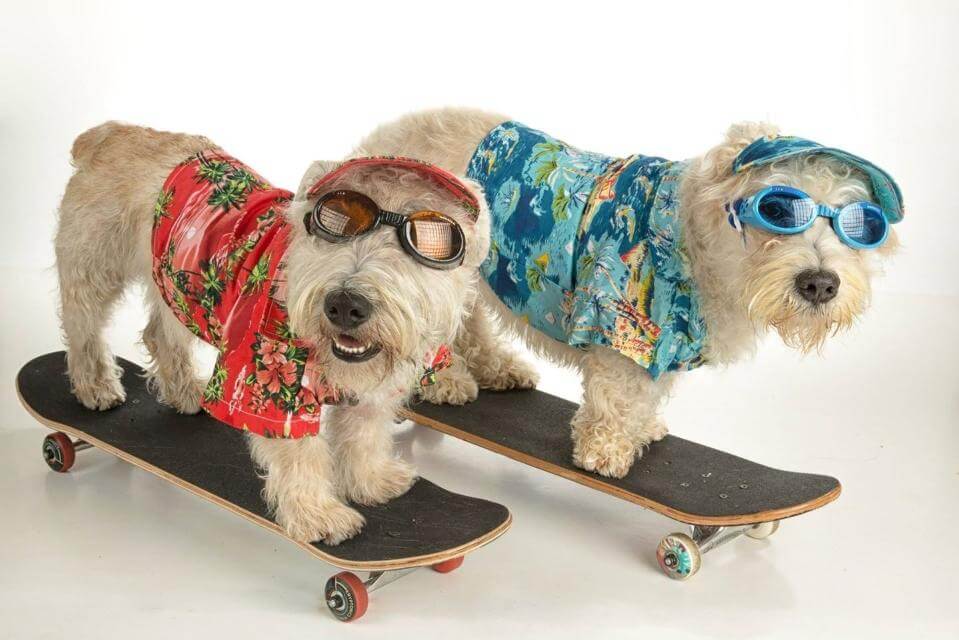 Glen of Imaal Terrier