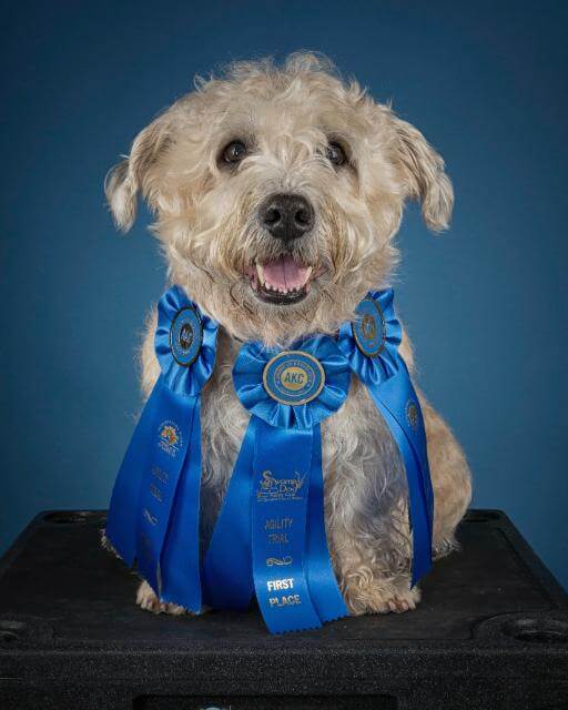 Glen of Imaal Terrier