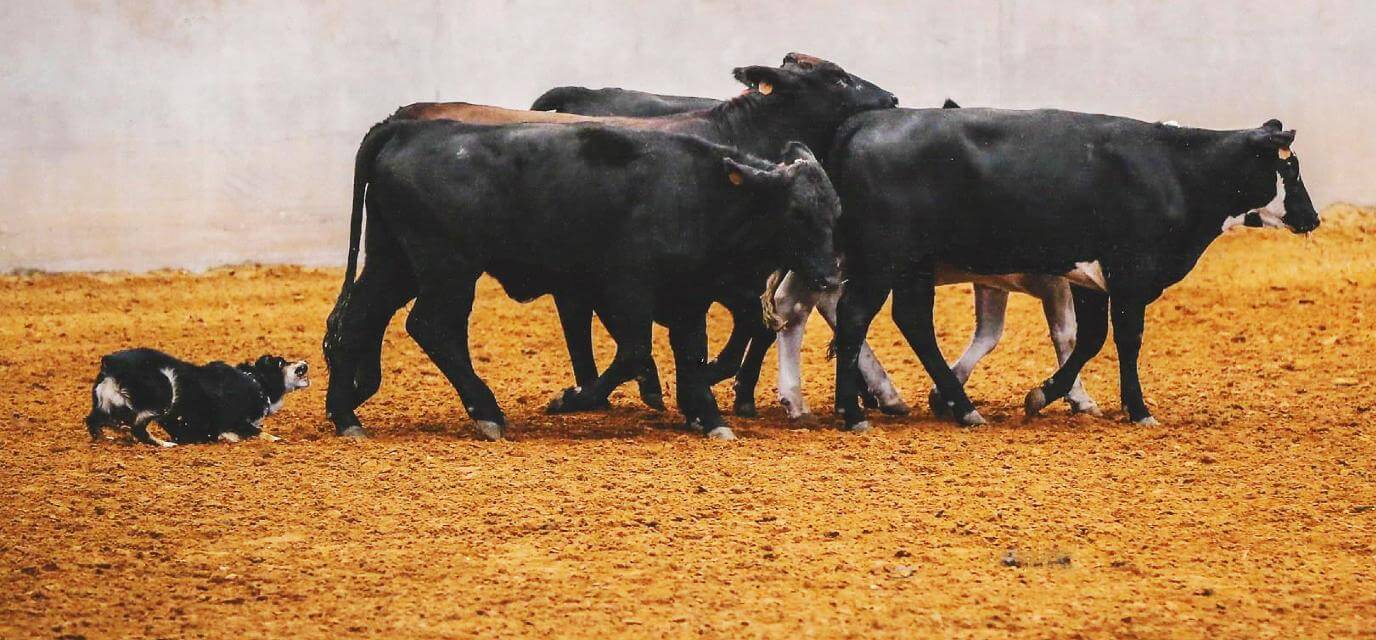 KIT-KAT_CATTLE_down_low