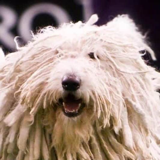 Close-up head photo of a Komondor