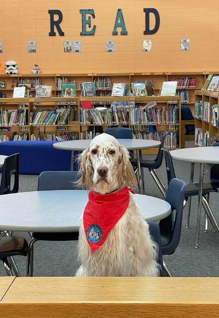 One job of a Therapy Dog is to visit schools to help with readingprograms. Research has shown that a child reading to a dog (totally nonjudgemental and adoring) improves reading skills and scores. right: Proudly displaying her trick and Trick Dog ribbons.