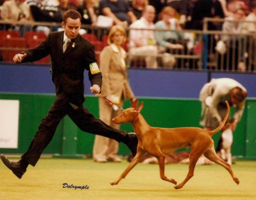 Joe and Mellon, Multi-Ch. XOEZ, en route to a Group placement at Cruftsin 2007