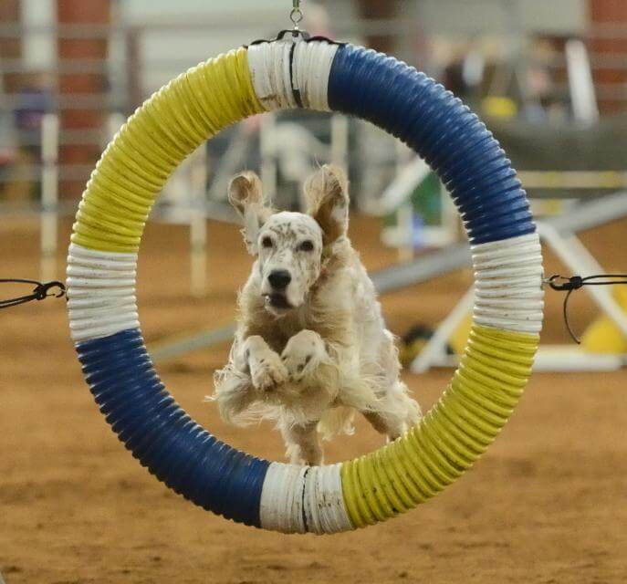 above:Note the flying ears. This girl is the most-titled English Sett er in history. She has earned two championships—Conformation and Agility—and has amassed all the following titles: CH MACH PACH2 BN RE MXS MJS MXP7 MXPG MJP8 MJPG PAX2 MFB MFPB TQXP T2B2 CGC TKI. If you would like help deciphering the title abbreviations and see which titles are available for you to earn, go to: https://www.akc.org/sports/titles-and-abbreviations/akc- titles-sorted-alphabetically/ In a full out gallop at a Fast CAT trial. Flying ears indicate top speed. Fetch Dog. Throw object and send dog, dog retrieves, dog presents object. An English Setter running in an agility trial. Breed Feature - English Setter Versatility - Jill Warren - 3.indd 2 3/17/25 11:17 AM Claire! Our do-it-all girl Claire takes on Westminster in style winning Best of Opposite Sex under respected Judge Will Alexander! Always owner-handled by Lindsay Bondy Co-owned with Karen Bolt and Sarah Willms Bred by Sarah Willms We Do De- Thank you to Mr. Alexander for this win. MBISS GCHB CH Tagalong’s Oh My I Do Declare! CDX BN CGCU TDI SPANIEL (ENGLISH SPRINGER) Bondy.indd 1 3/5/25 11:06 AM 194 | SHOWSIGHT MAGAZINE, MARCH 2025
