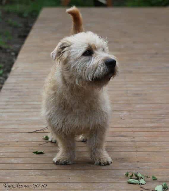 Glen of Imaal Terrier