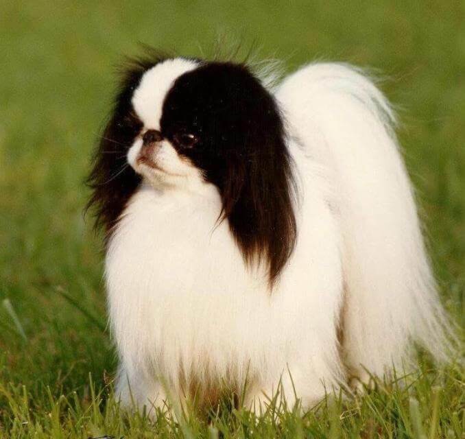TT