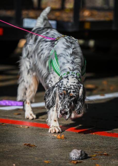 Using her nose to find a specific odor at a Scent Work trial.