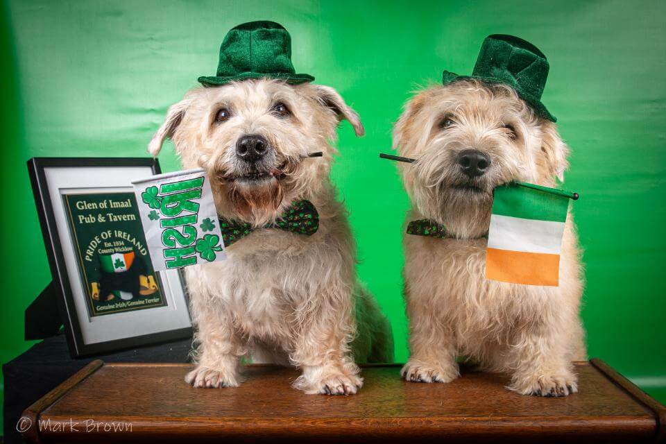 Glen of Imaal Terrier