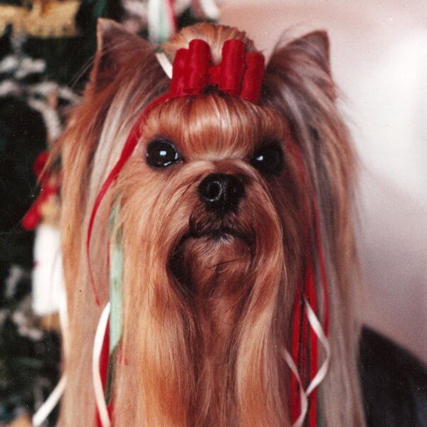 Close-up head photo of a Yorkie