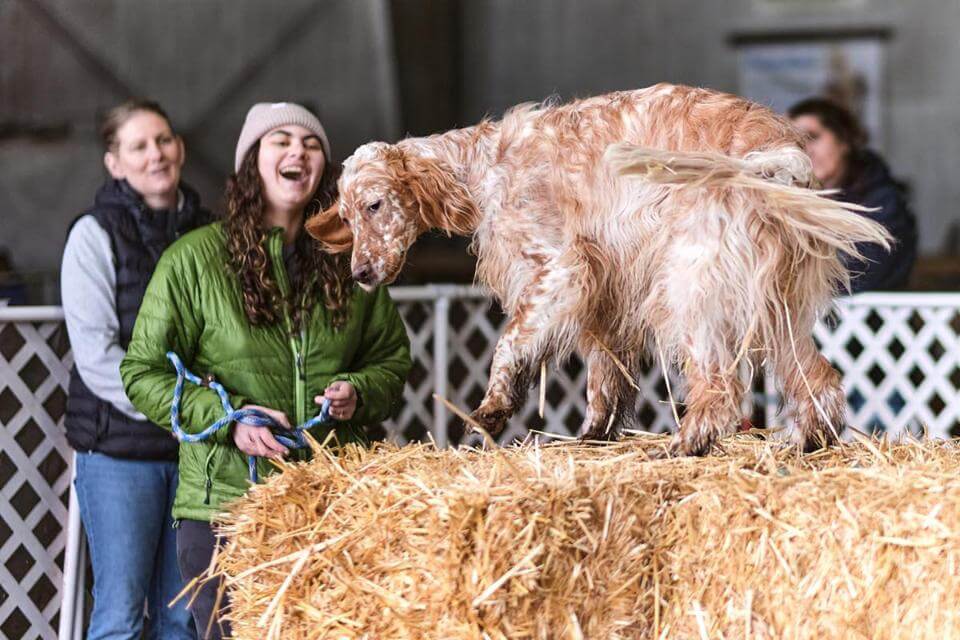 Barn Hunt. This dog is having so much fun, she doesn’t want to get her leashon and leave the area