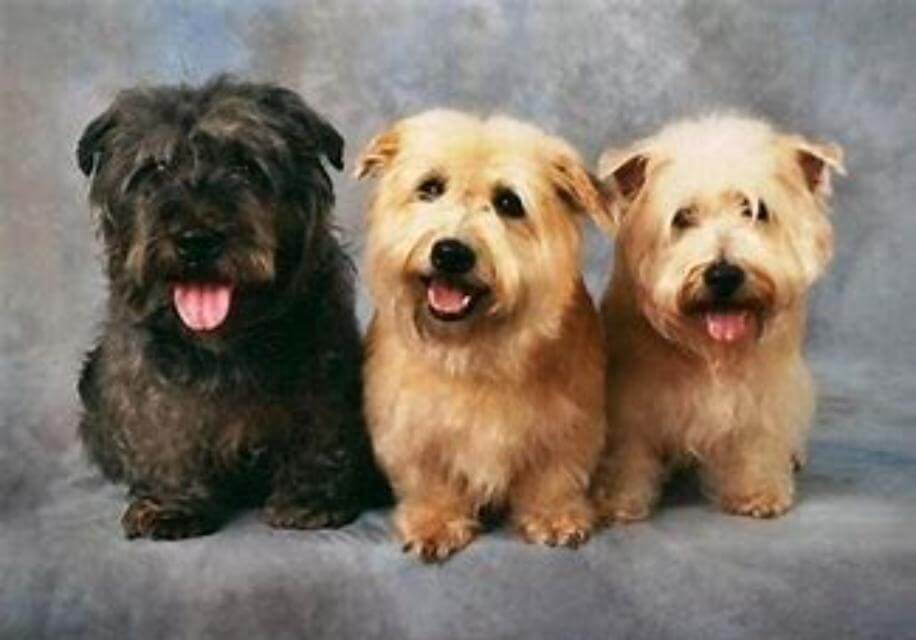 Glen of Imaal Terrier