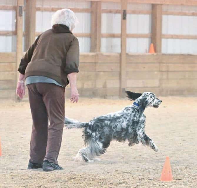 Fetch Dog. Throw object and send dog, dog retrieves, dog presents object.