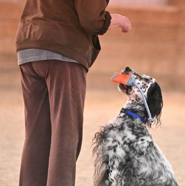 Fetch Dog. Throw object and send dog, dog retrieves, dog presents object.
