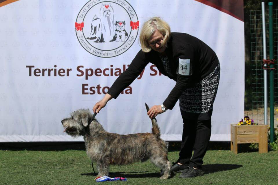 Glen of Imaal Terrier