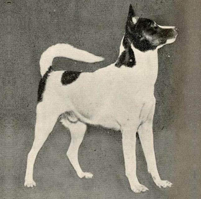 Canaan Dog