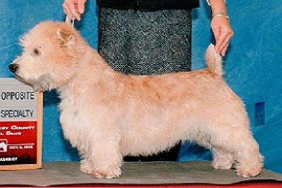 Glen of Imaal Terrier