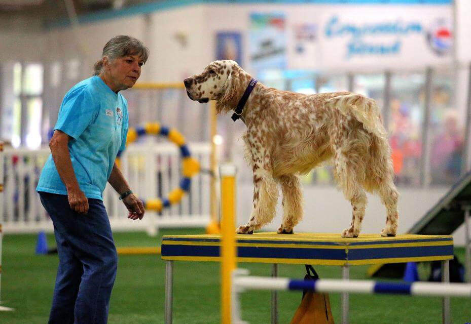 An English Setter running in an agility trial