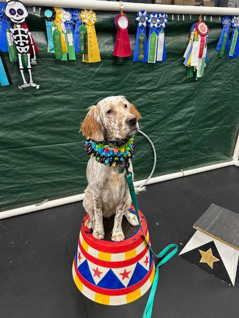 One job of a Therapy Dog is to visit schools to help with readingprograms. Research has shown that a child reading to a dog (totally nonjudgemental and adoring) improves reading skills and scores. right: Proudly displaying her trick and Trick Dog ribbons