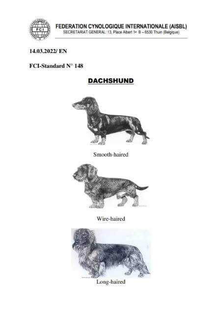 Dachshund Standard