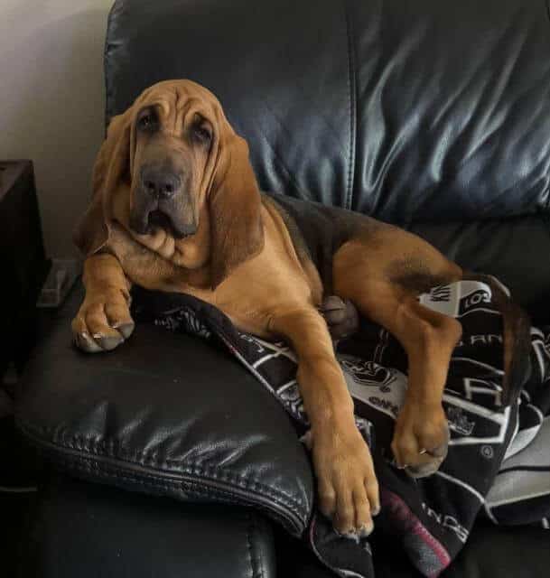 Karl on sofa