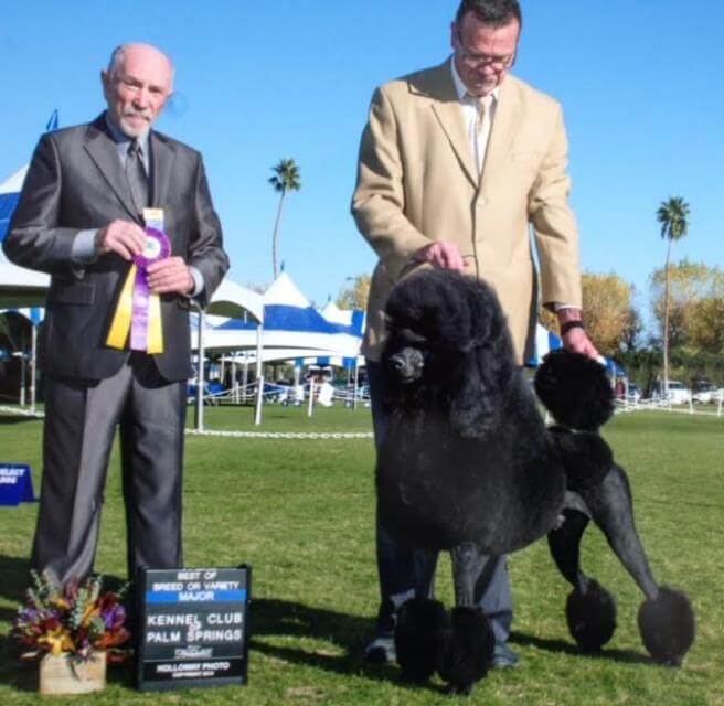 Poodle