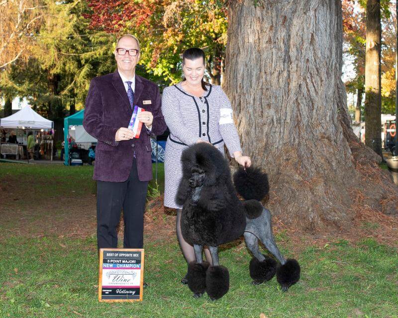 Poodle