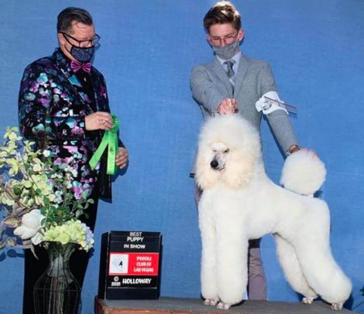 Poodle