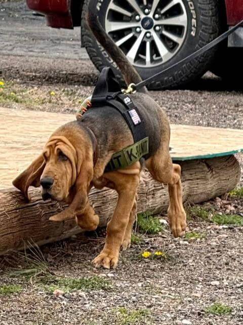 Rusty Trailling