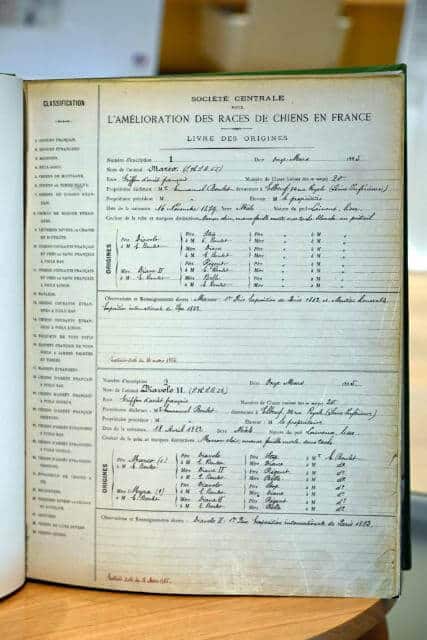 Pedigree of the first dog registered in 1885
