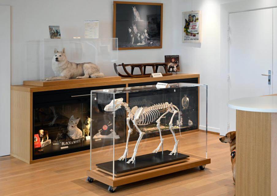 Stuffed Husky and Skeleton