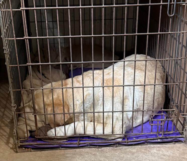 A tired dog is a good dog that will be “up” for her next trainingsession after her nap
