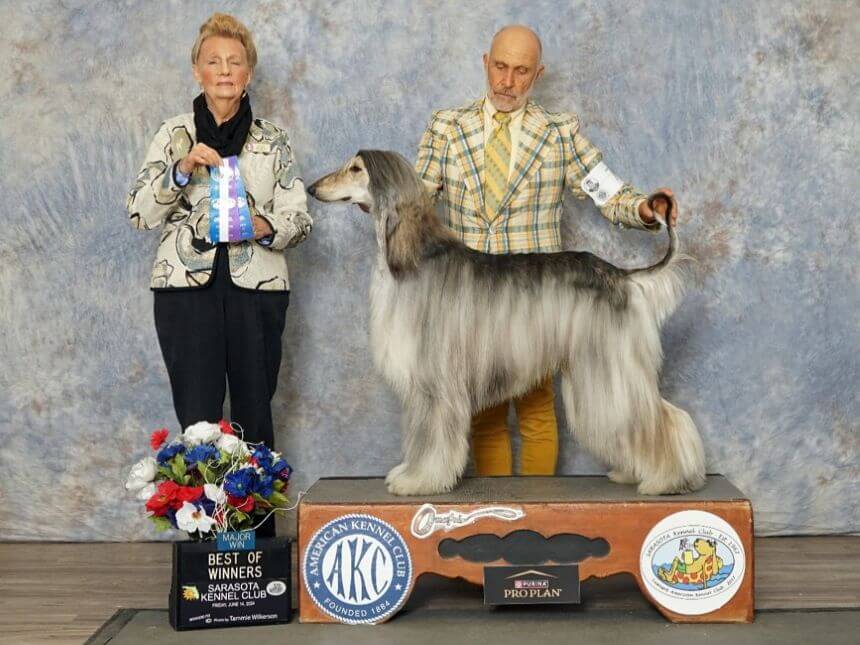 Khalil’s first major win in the Breed ring, handled by Harry Bennett.